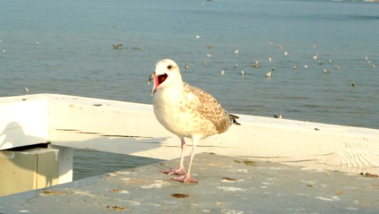Bird, Seabird, Gull, Fauna photo