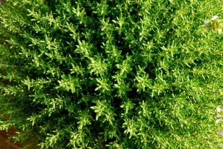 Plant, Herb, Subshrub, Groundcover
