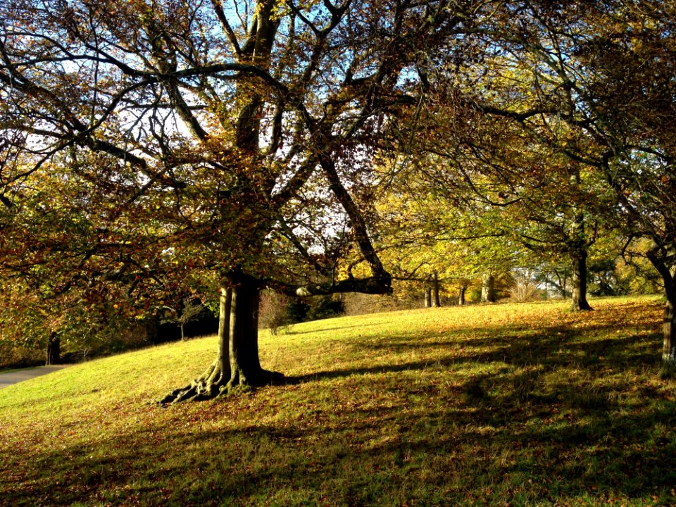 Tree, Nature, Leaf, Woodland