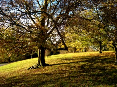 Tree, Nature, Leaf, Woodland