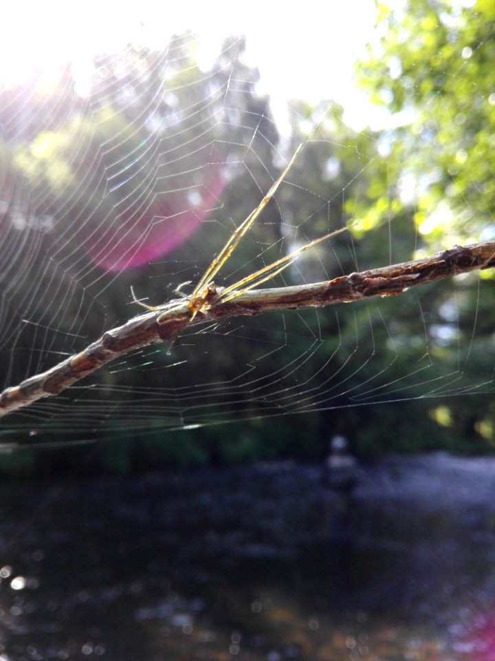 Water, Spider Web, Invertebrate, Tree