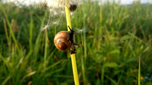 Snails And Slugs, Snail, Invertebrate, Grass photo
