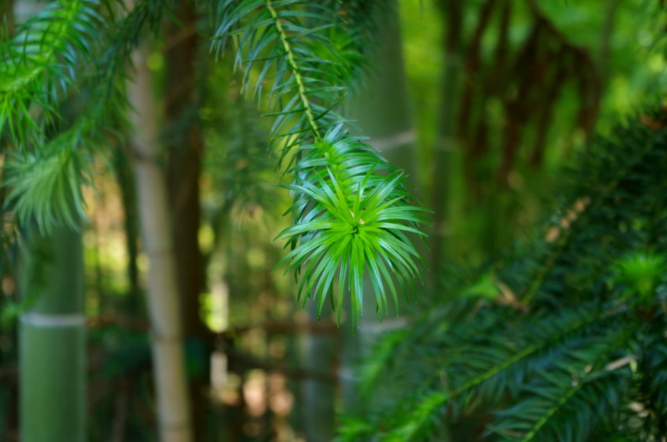 Vegetation, Ecosystem, Tree, Flora
