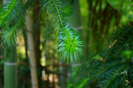 Vegetation, Ecosystem, Tree, Flora photo