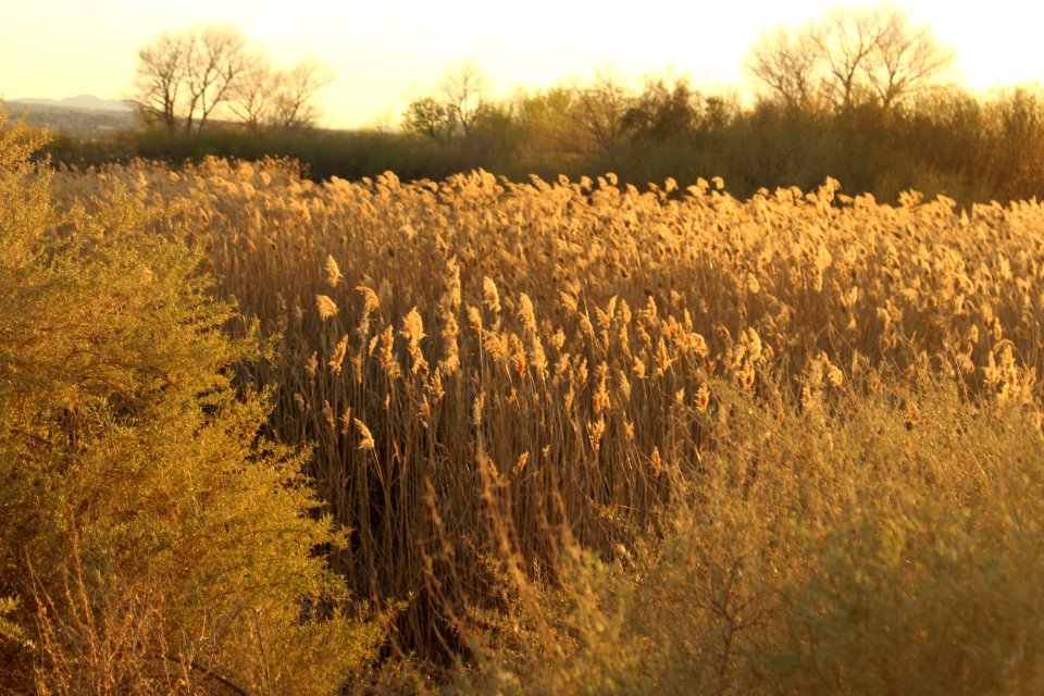 Ecosystem, Prairie, Field, Grass Family