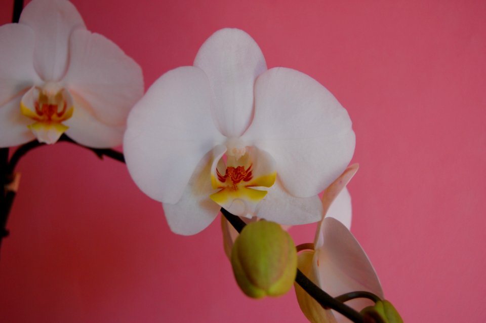 Flower, Flowering Plant, Pink, Plant