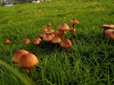 Mushroom, Fungus, Grass, Edible Mushroom photo