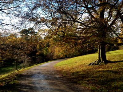 Tree, Nature, Path, Leaf