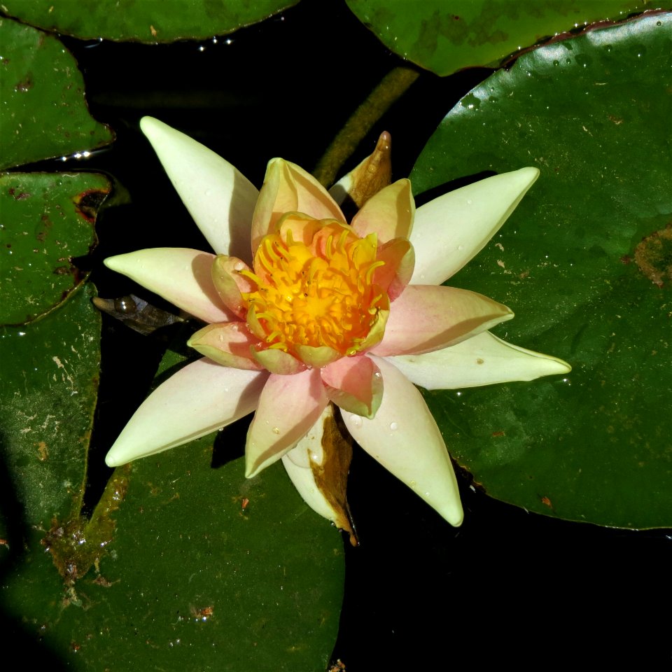 Flower, Plant, Flora, Leaf