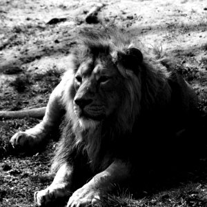 Wildlife, Black And White, Lion, Monochrome Photography photo