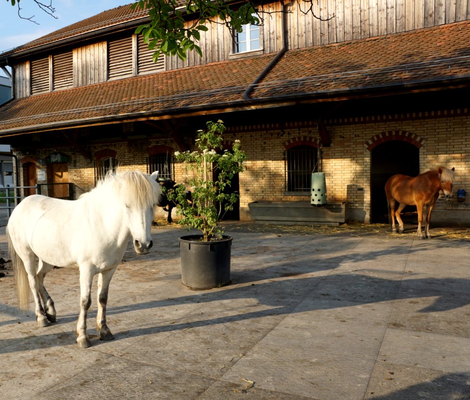 House, Horse, Livestock, Tree