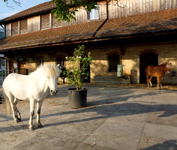 House, Horse, Livestock, Tree