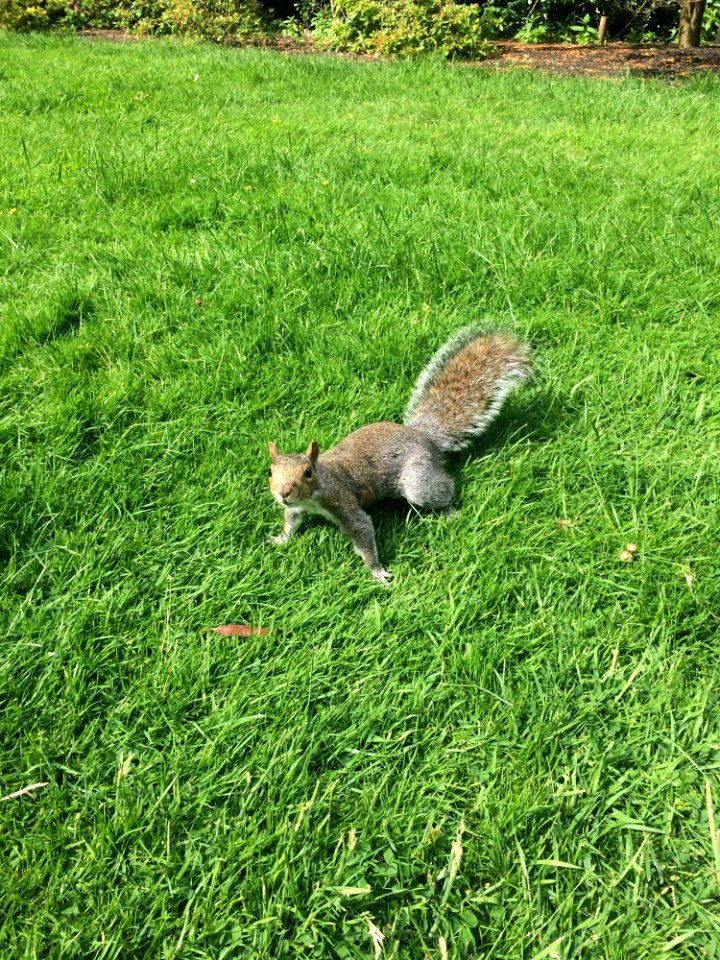 Squirrel, Fauna, Mammal, Grass