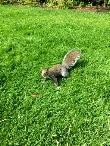 Squirrel, Fauna, Mammal, Grass photo