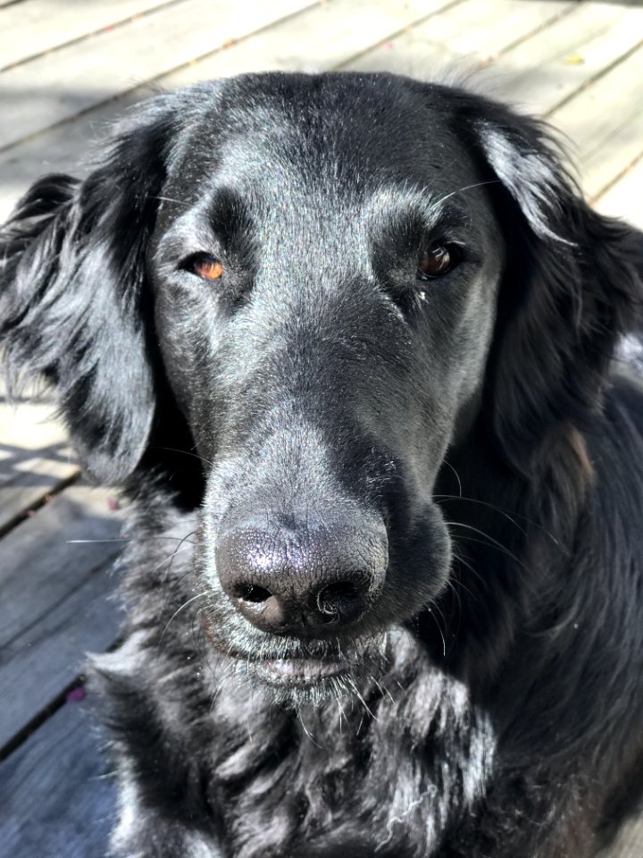 Dog, Dog Breed, Dog Like Mammal, Dog Breed Group