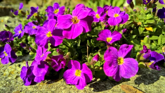 Flower, Violet, Purple, Plant photo