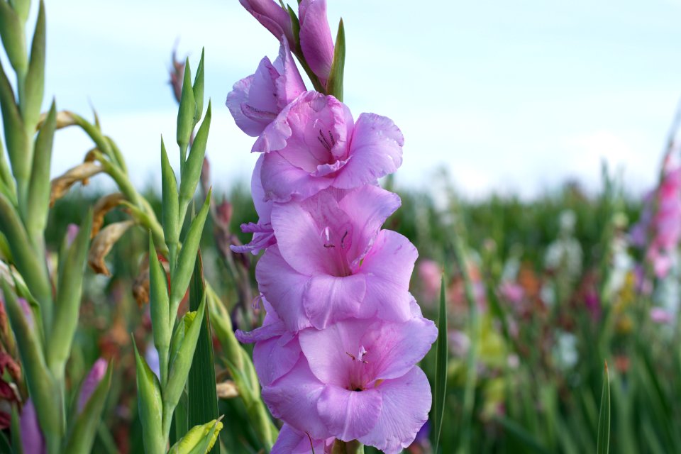 Flower, Plant, Flowering Plant, Pink