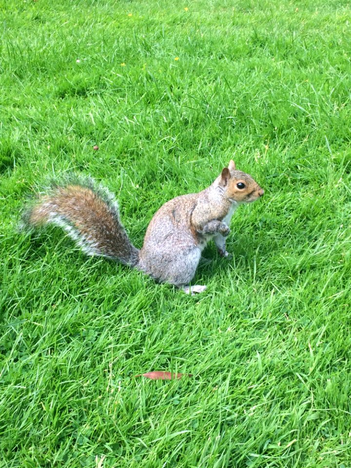Squirrel, Fauna, Mammal, Grass