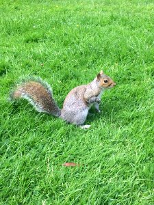 Squirrel, Fauna, Mammal, Grass photo