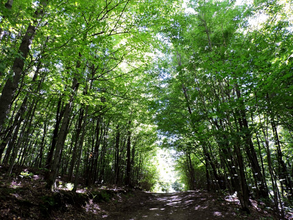 Woodland, Ecosystem, Temperate Broadleaf And Mixed Forest, Tree