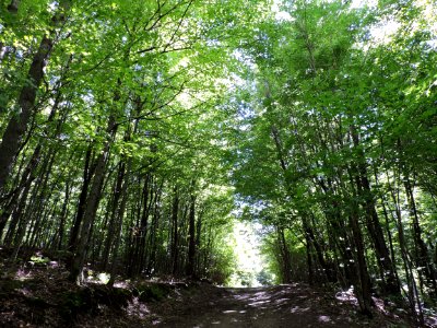 Woodland, Ecosystem, Temperate Broadleaf And Mixed Forest, Tree