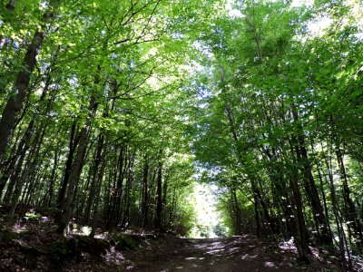 Woodland, Ecosystem, Temperate Broadleaf And Mixed Forest, Tree photo