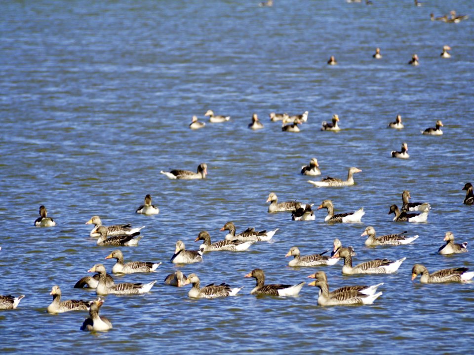 Bird, Water Bird, Fauna, Flock