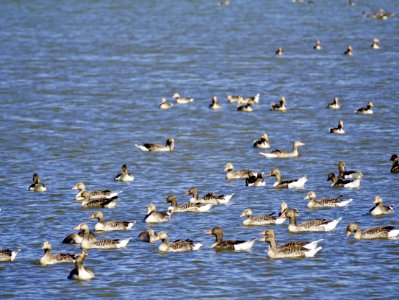 Bird, Water Bird, Fauna, Flock photo