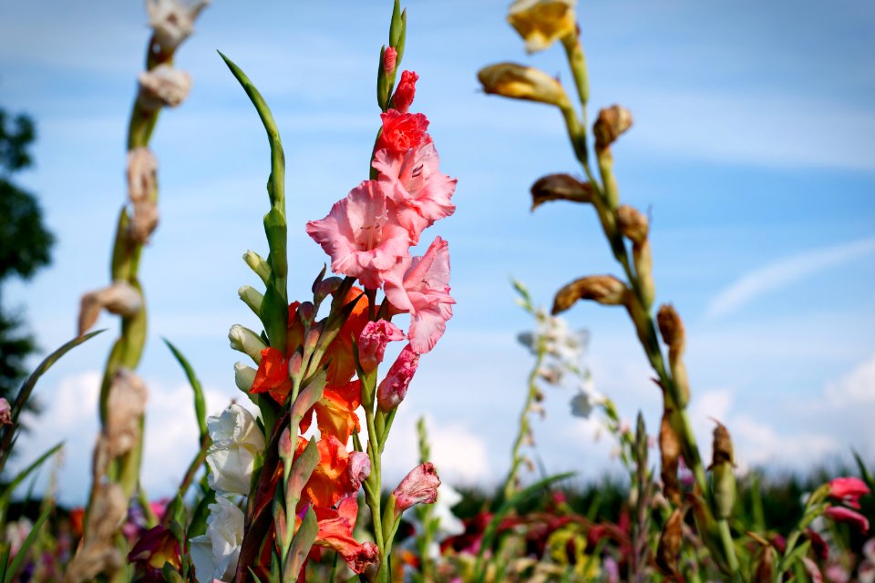 Plant, Flower, Flora, Vegetation