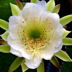 Flower, Plant, Flowering Plant, Hedgehog Cactus