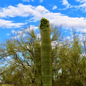 Vegetation, Sky, Ecosystem, Plant