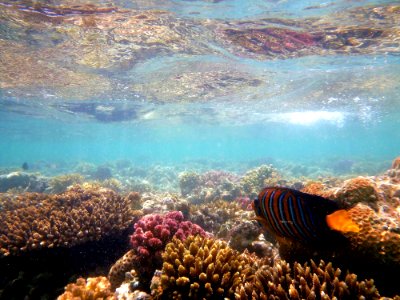 Coral Reef, Reef, Ecosystem, Underwater