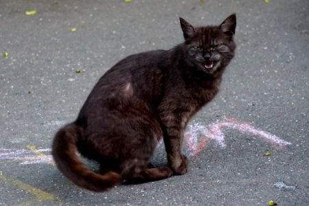 Cat, Black Cat, Fauna, Mammal photo
