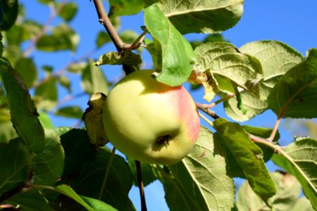 Fruit Tree, Fruit, Apple, Plant