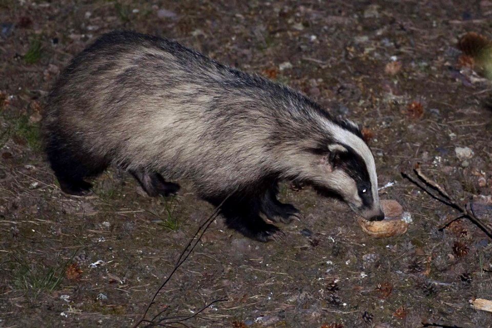 Fauna, Badger, Mammal, Polecat