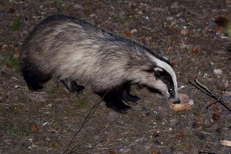 Fauna, Badger, Mammal, Polecat photo