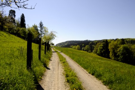 Path, Road, Sky, Vegetation photo