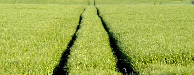 Field, Agriculture, Crop, Grass photo