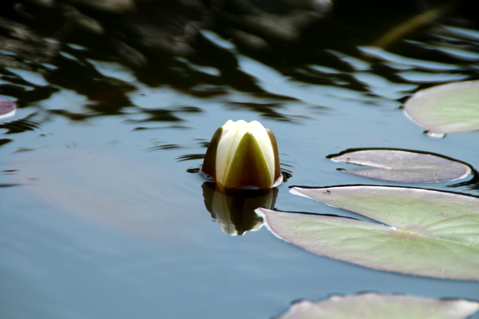 Water, Flora, Fauna, Reflection