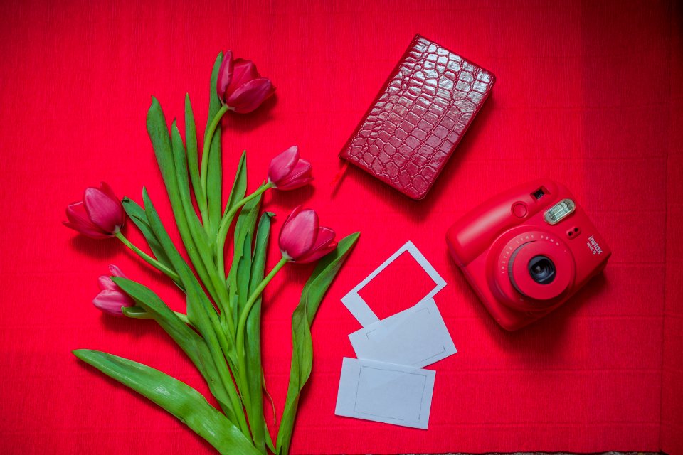Flower, Red, Pink, Flowering Plant
