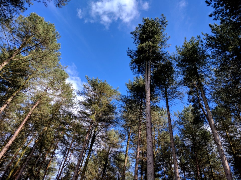 Tree, Sky, Ecosystem, Nature