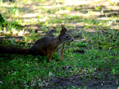 Fauna, Mammal, Wildlife, Squirrel photo