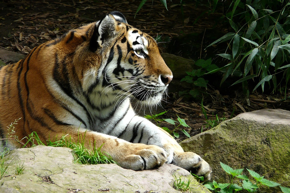 Zoo big cat predator