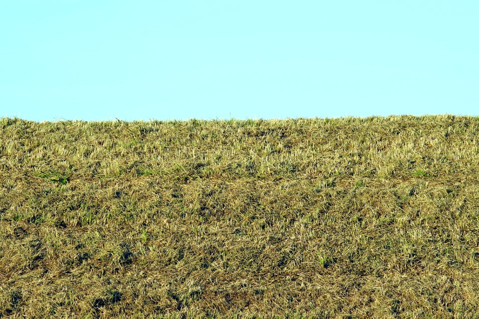 Ecosystem, Vegetation, Shrubland, Field