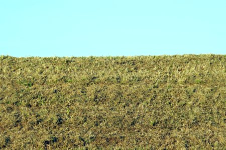 Ecosystem, Vegetation, Shrubland, Field