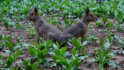 Fauna, Wildlife, Mammal, Terrestrial Animal