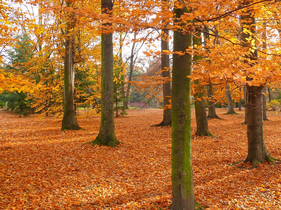 Bench leaf tree