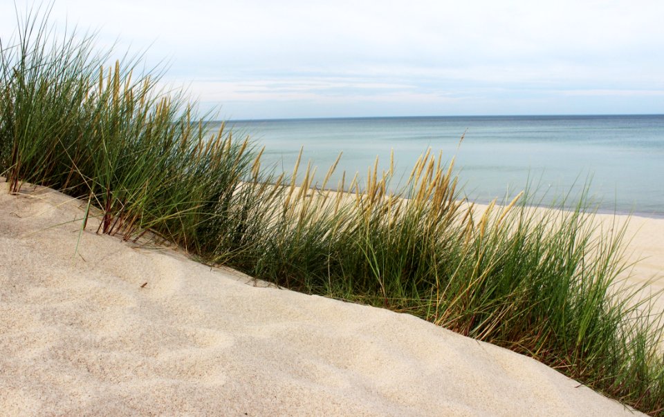 Shore, Grass, Grass Family, Coast