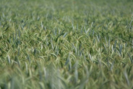 Crop, Triticale, Grass, Field photo