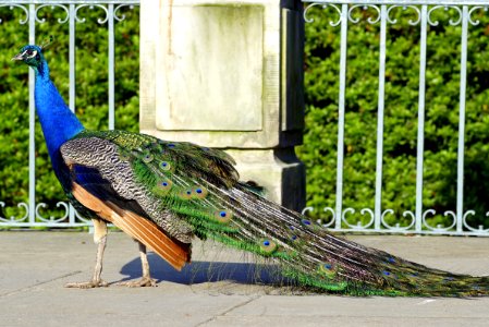 Peafowl, Fauna, Bird, Galliformes photo